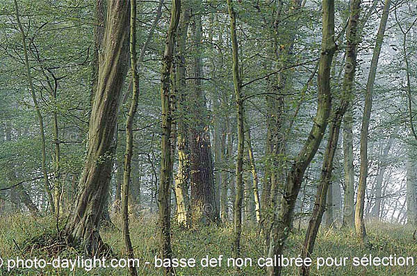 arbres